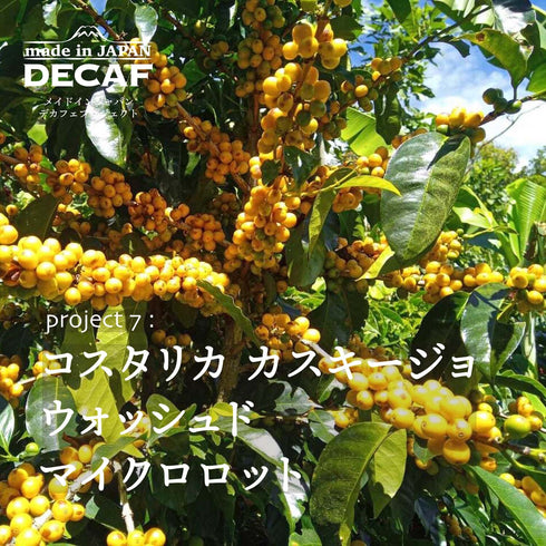 366天定期咖啡配送 咖啡套裝環遊世界(Innocent Coffee Decaf)